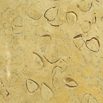 Ракушечник